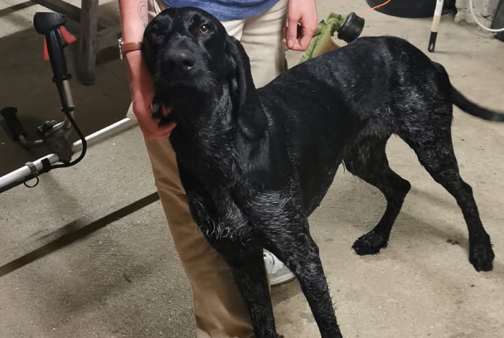 Alerte Découverte Chien Mâle Bû France Alerte Découverte Chien Mâle Bû France