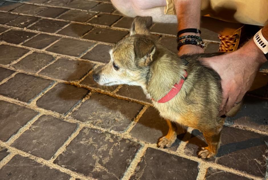 Alerte Découverte Chien Inconnu Chartres France