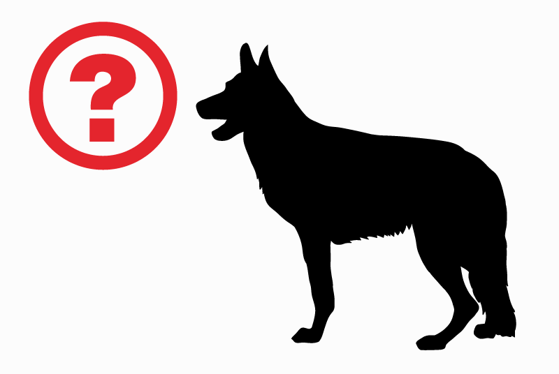 Alerte Disparition Chien  Mâle , 9 ans (28, Eure-et-Loir) France